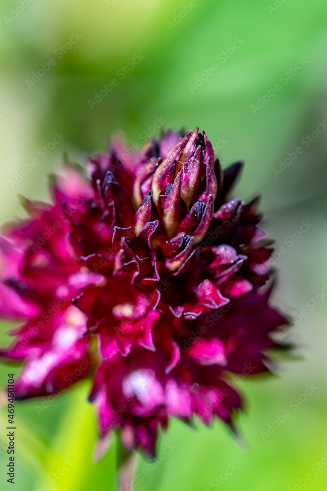 Gymnadenia nigra flower in field Gymnadenia nigra flower in field