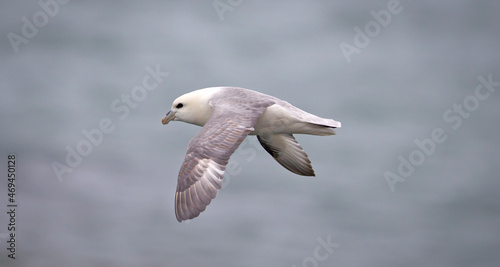 фотографія Northern Fulmar (Fulmarus glacialis)