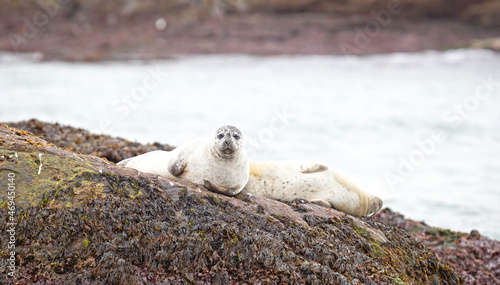 Adult seals in south-Iceland, relaxing on a rock