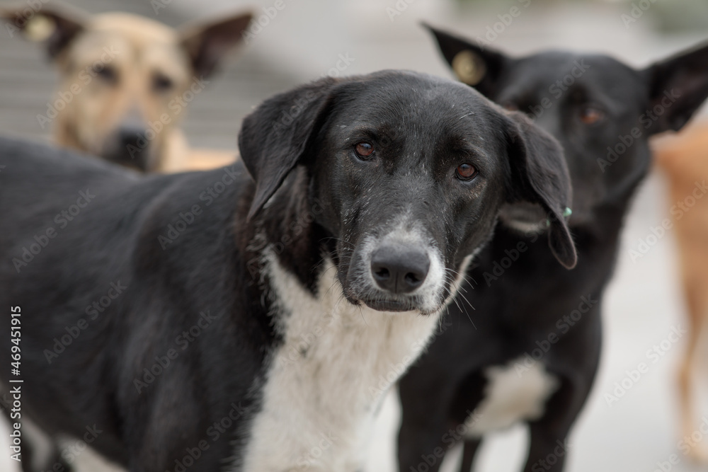 portrait of three Stray dogs on street