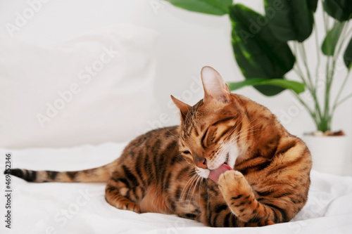 Beautiful bengal cat rosette in gold licking paw,cleaning,washing up on bed on white background.Copy space. © Ольга Смолина