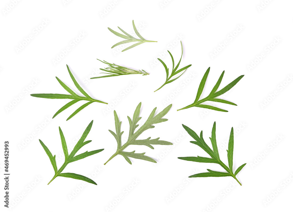 Fototapeta premium Artemisia vulgaris L, Sweet wormwood, Mugwort or artemisia annua branch green leaves on white background