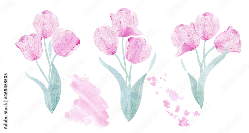 Delicate pink tulips.  Watercolor illustration for congratulations, invitations, perfumery products.