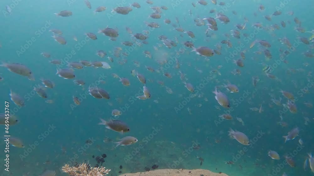 Under water film of a large school of tropical fish in mid water - The Gulf of Thailand in 4K RES Under water film of a large school of tropical fish in mid water - The Gulf of Thailand in 4K RES