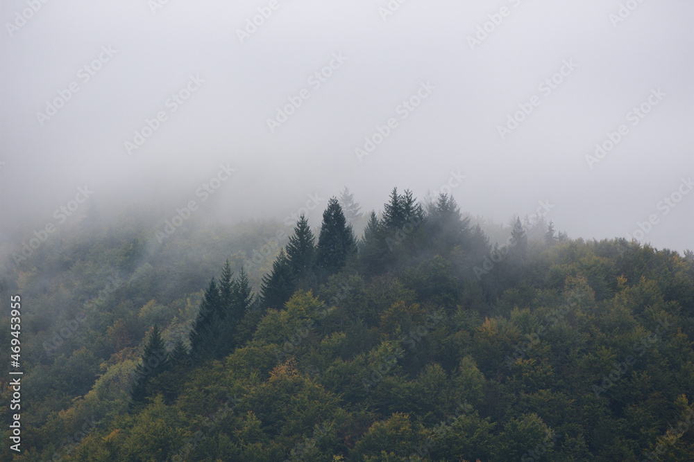 Mist covering a fir forest in the morning. Mist covering a fir forest in the morning.