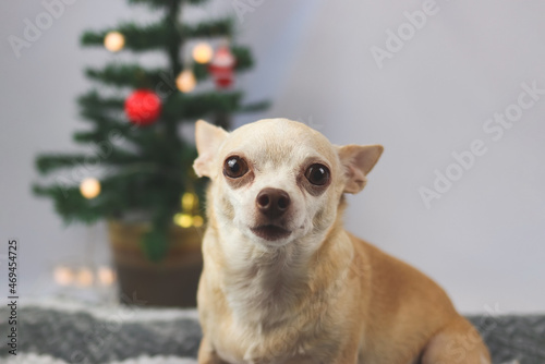 brown  short hair Chihuahua dog  sitting and looking at camera with  Christmas tree  on white background. Christmas and New year celebration concept © Phuttharak