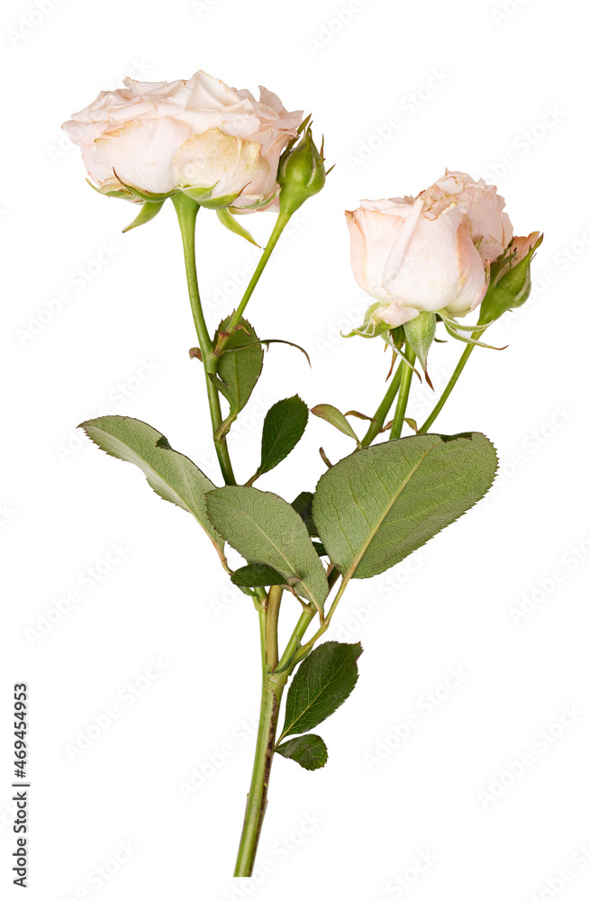 Obraz premium Fresh rose flower isolated on white background