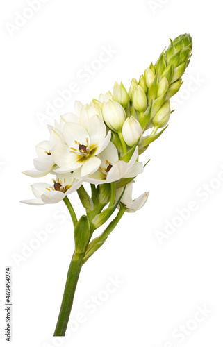 Fresh Ornithogalum flower isolated on white background
