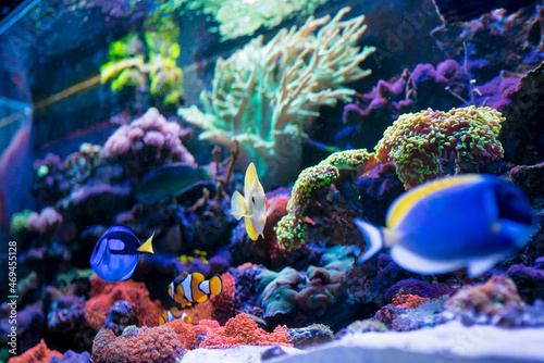 Fototapeta Naklejka Na Ścianę i Meble -  Colorful tropical fish Acanthurus leucosternon, Zebrasoma flavescens, Paracanthurus hepatus in home reef fish tank. Selective focus.