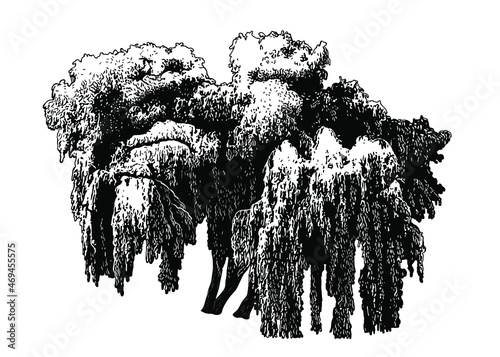 
Babylon Willow  or Weeping willow. Vintage engraving illustration. Black and white vector sketch .