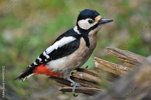 Pic épeiche femelle (Dendrocopos major), Neuchâtel, Suisse.
 photo