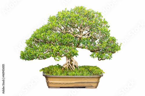bonsai of boxwood tree isolated