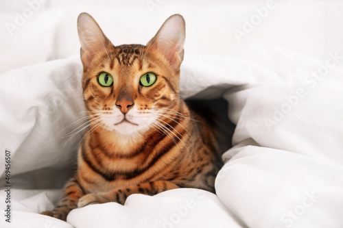 Beautiful cute green-eyed bengal cat rosettes in gold lying in bed under warm cozy white blanket,looking at camera.Cold winter,fall, pet game and relax,Animal fear,play.Copy space.