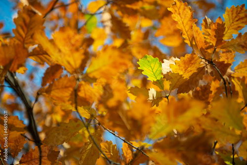 Vivid yellow autumn oak tree foliage at sunny day. Natural soft beautiful background with orange fall leaves over clean blue sky. Wilting of nature in November