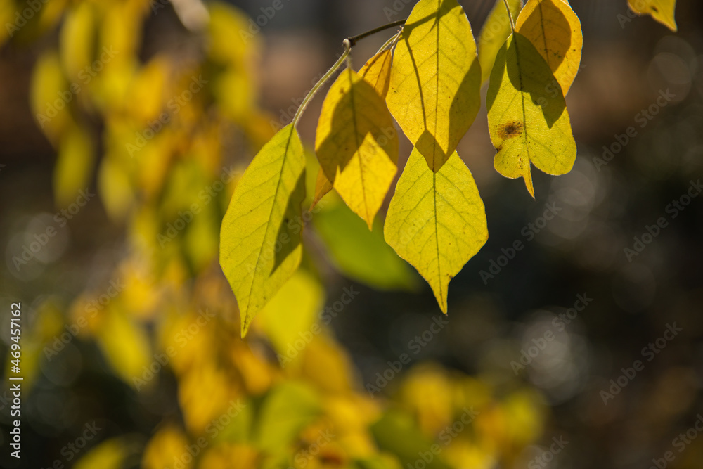 Obraz premium Yellow-green autumn foliage in the sun, natural soft beautiful background. Wilting of nature in November