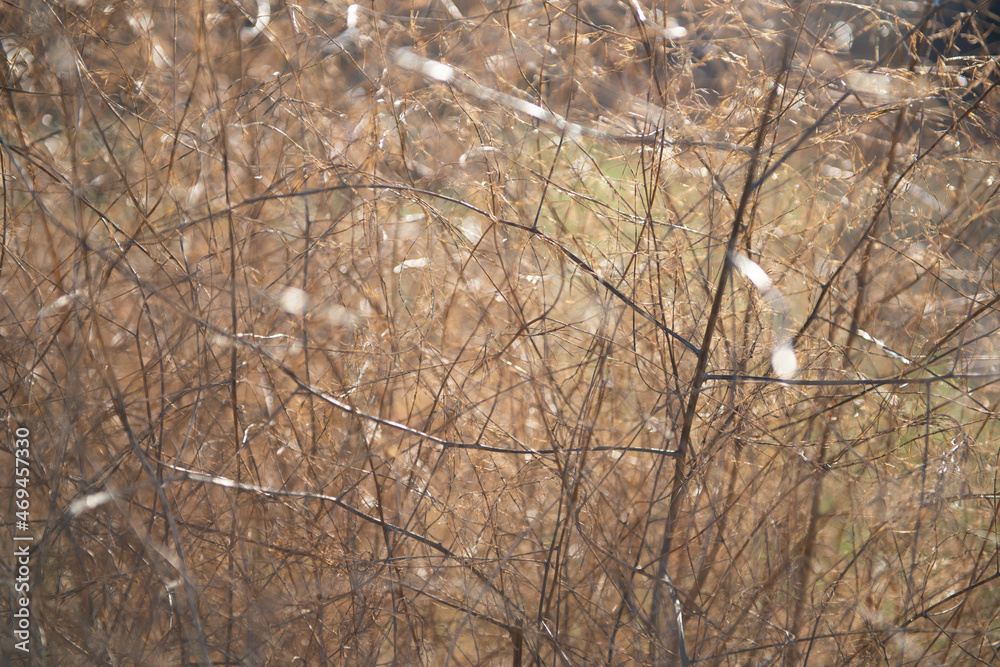 Dry branches without leaves, natural sot beautiful background. Wilting of nature in November