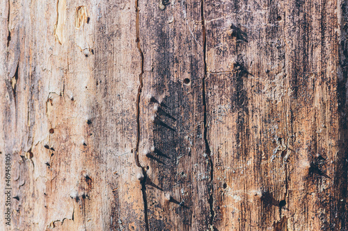 Background texture of old tree bark, with surround light