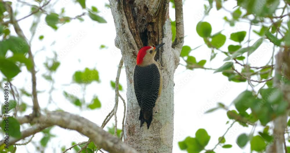 Pájaro Carpintero Cheje (Melanerpes aurifrons) en árbol de la selva de Calakmul, Campeche, México

