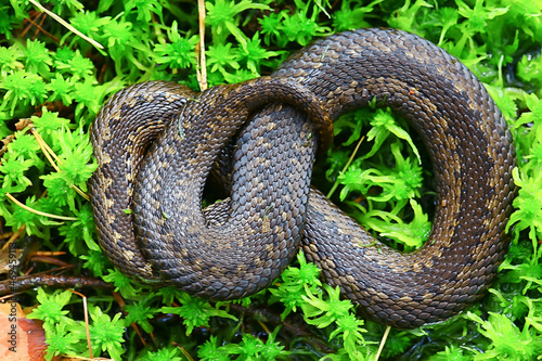 snake viper in the swamp, reptile in the wild, poisonous dangerous animal, wildlife