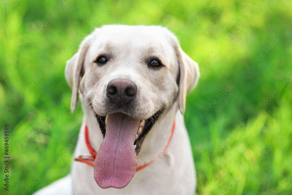 Cute Labrador dog in park, closeup