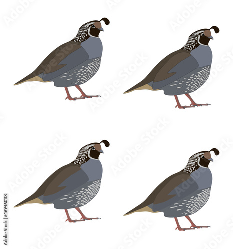 Photo Set of quail vector coloured grey bird cartoon eyes