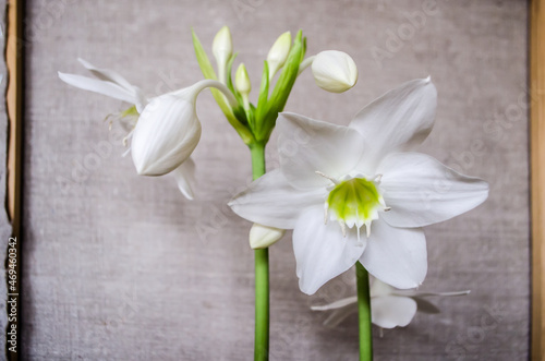 Eucharist Amazon lily on a background of linen.