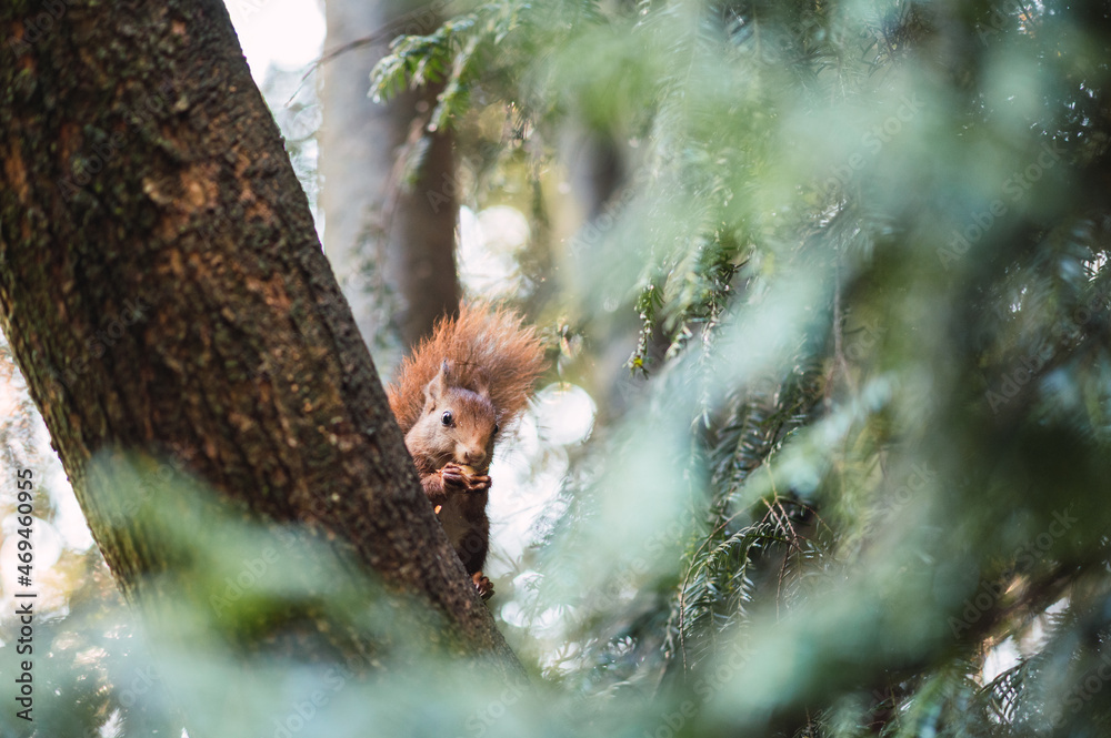 Red squirrel sitting on a branch eating. Sciurus vulgaris. Campo Grande, Valladolid Spain. Red squirrel sitting on a branch eating. Sciurus vulgaris. Campo Grande, Valladolid Spain.
