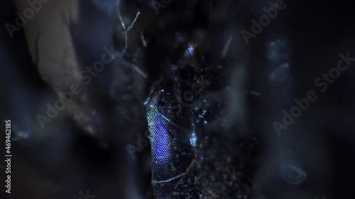 Scientific research of dead mosquito filmed in macro under microscope. It has huge dark eyes and long nose. Closeup footage of dead insect. Experiment in entomology. Theme of bloodsuckers and biology.