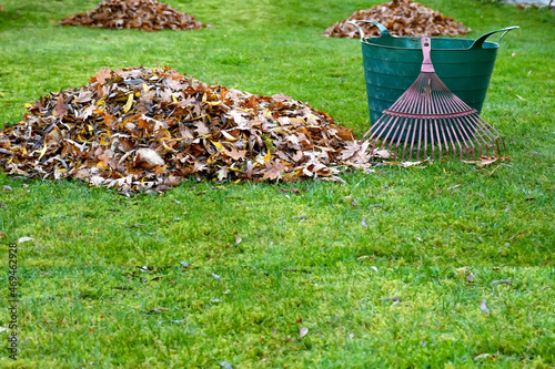 Group of fall brown leaves in green lawn  .Seasonal yard clean up fall leaves with rake in autumn garden. Preaparing garden for winter photo