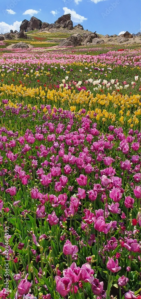 garden of Tulip flowers