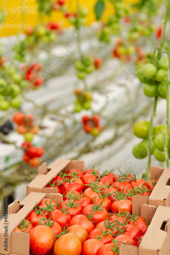 Fototapeta Naklejka Na Ścianę i Meble -  Harvested tomatoes view from a greenhouse.