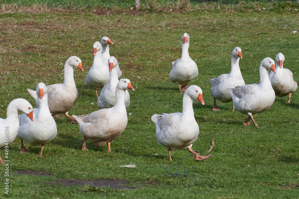 Emder Gans auf einem Bauernhof Emder Gans auf einem Bauernhof