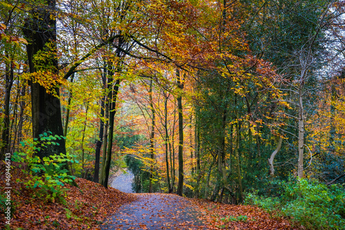 autumn in the forest