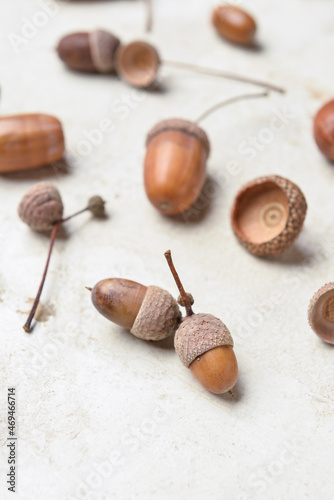 Autumn acorns and oak nuts ...