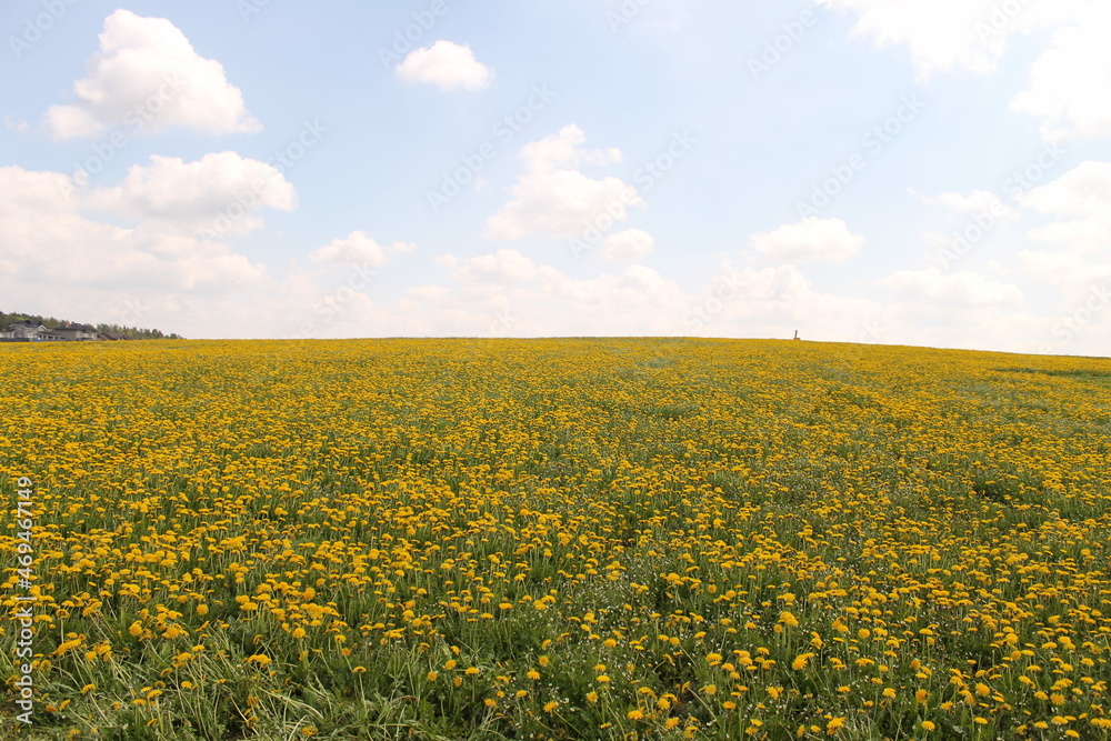 Fototapeta premium nature and animals