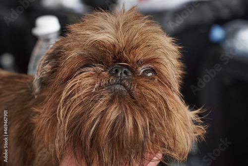 Portrait of a Belgian Griffon dog breed