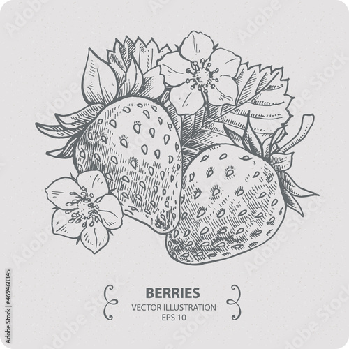Strawberry, vector elements, hand drawn illustration