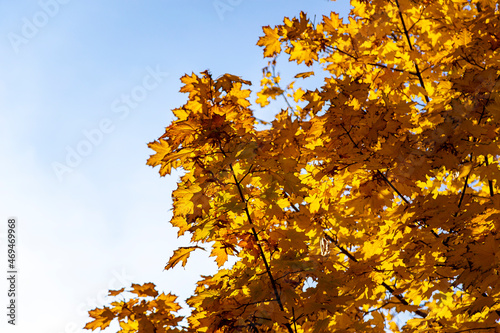 Maple branches with yellow leaves in autumn  in the light of sun. Dry autumnal leaves background  golden maple tree foliage autumn park  fall nature