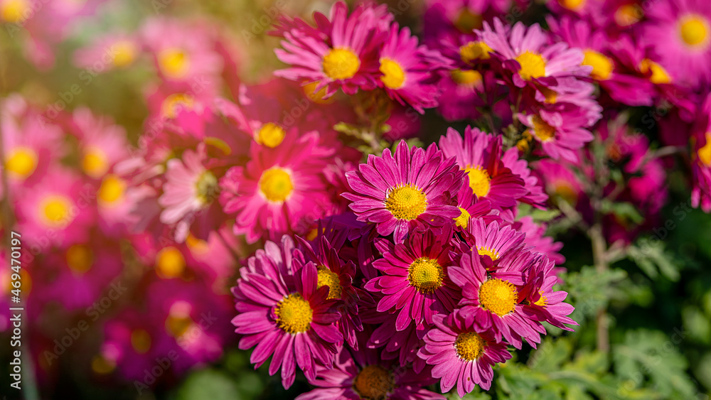 Beautiful chrysanthemum as background picture. Chrysanthemum wallpaper, chrysanthemums in autumn. Beautiful chrysanthemum as background picture. Chrysanthemum wallpaper, chrysanthemums in autumn.
