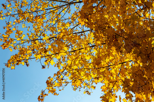 Maple branches with yellow leaves in autumn, in the light of sun. Dry autumnal leaves background, golden maple tree foliage autumn park, fall nature