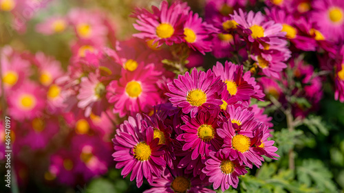 Beautiful chrysanthemum as background picture. Chrysanthemum wallpaper  chrysanthemums in autumn.