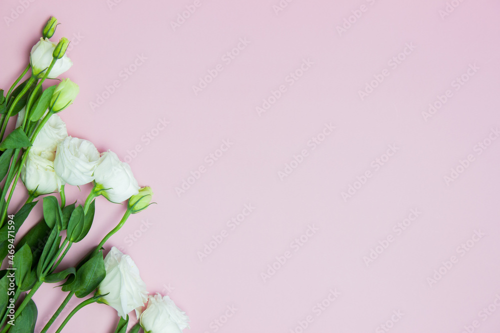 White roses with copy space over pink background.