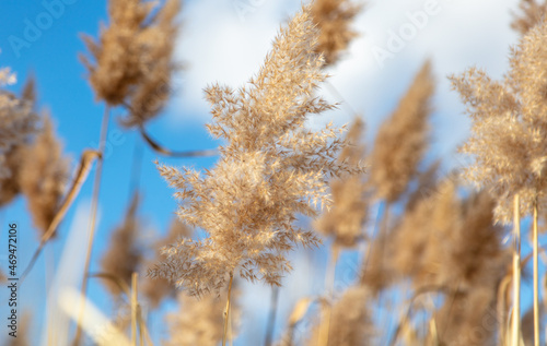 Reed on a background of blue sky.