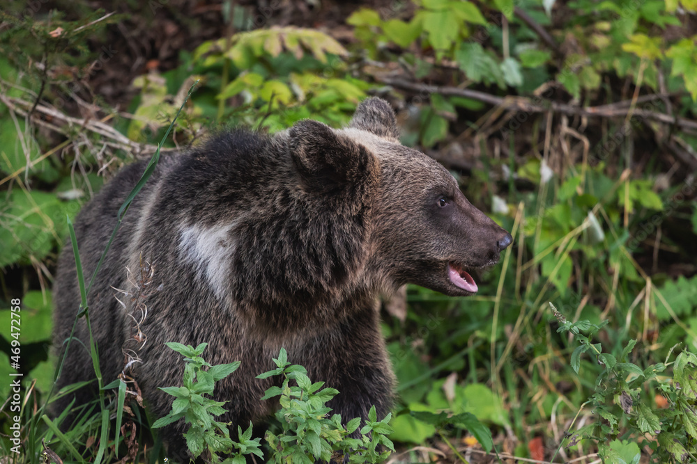 Fototapeta premium Wild Brown Bear in the Transylvanian forests, Romania