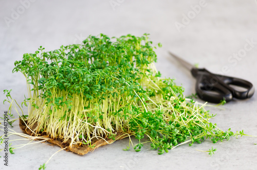 Growing microgreen splants, Lepidium sativum, also called garden cress, on a grey backround. Cutting some sprouts to use in salads. Vegan and healthy eating concept photo