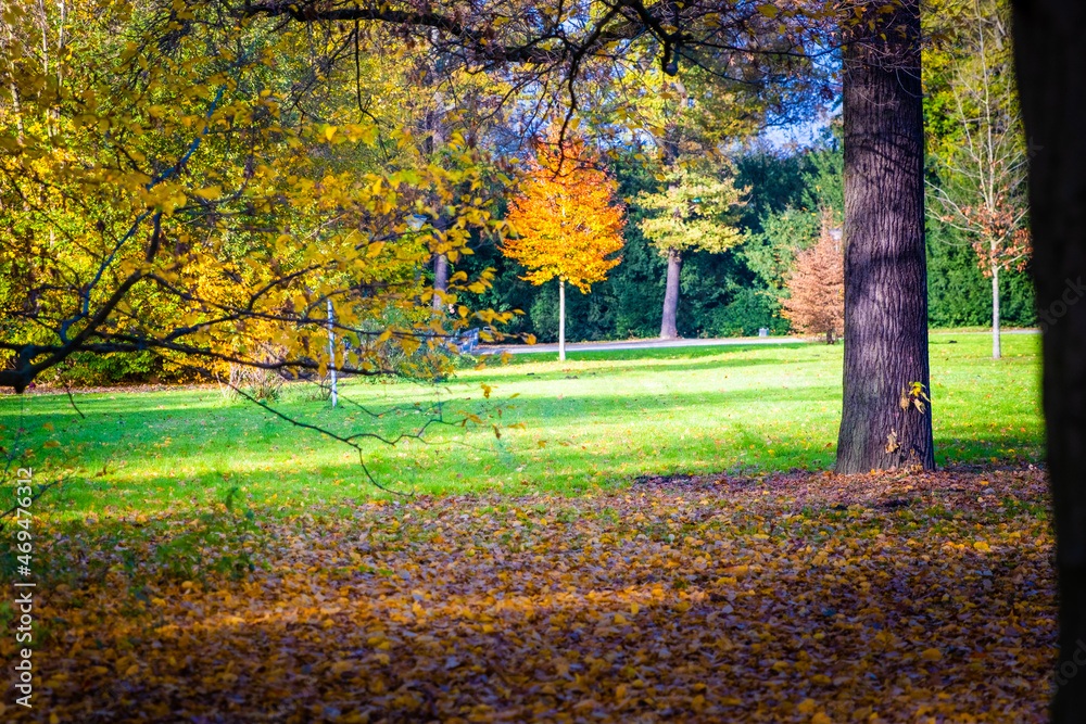Obraz premium autumn in the park
