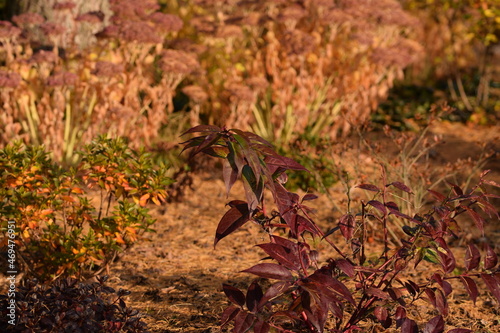 Doghobble and sedums in autumn garden in sunny morning, bokeh, selective focus, horizonatal image.
 photo