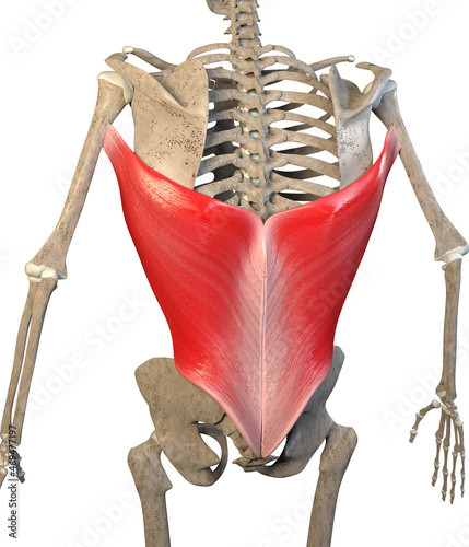 3d Illustration of Latissimus Dorsi Muscles on White Background photo