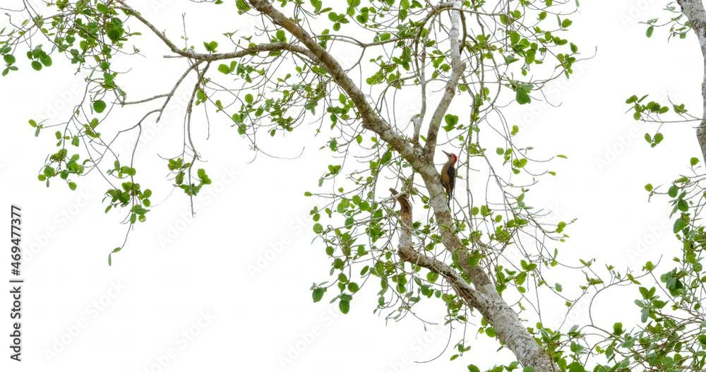 Pájaro Carpintero Cheje (Melanerpes aurifrons) en árbol de la selva de Calakmul, Campeche, México
