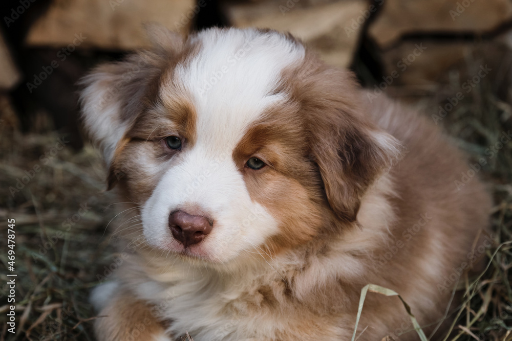 Thoroughbred young dog outside in dry grass. Portrait of charming Australian Shepherd puppy against background of chopped logs in village. Aussie red merle little and cute lies in hay.